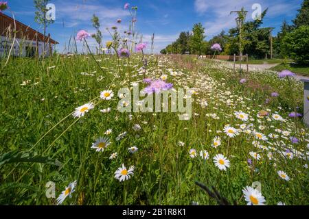 Blue Button, campo scabious (Knautia arvensis), prato fiorito in una città, Germania Foto Stock