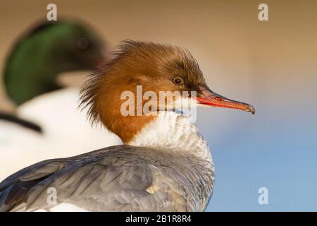 Goosander (Mergus merganser), donna adulta, Germania Foto Stock