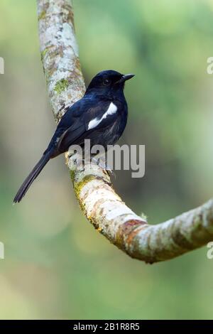 Madagascar magpie robin (Copsychus albospecularis), maschio su un ramo, Madagascar Foto Stock