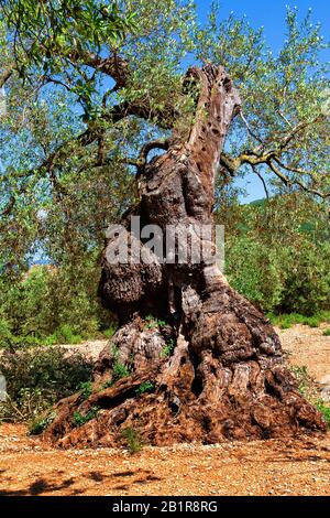 Olivo (Olea europaea ssp. Sativa), olivo vecchio, Spagna, Katalonia Foto Stock