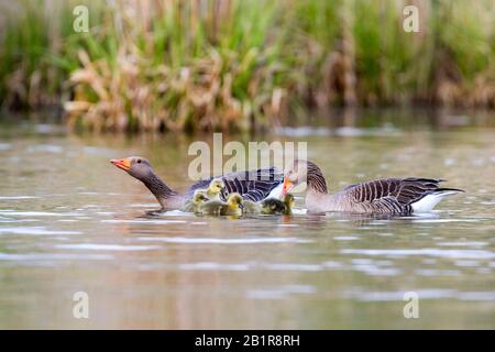 Oca grylag (Anser anser anser, Anser anser), famiglia delle oche, Germania Foto Stock