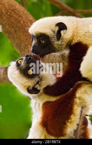 Il sifaka di Coquerel (Propithecus coquereli), su un albero, Madagascar Foto Stock