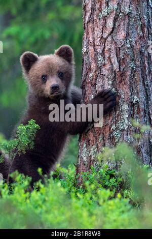 Orso bruno europeo (Ursus arctos arctos), orso cucciolo che sale su un albero, Finlandia, Karelia, Suomussalmi Foto Stock