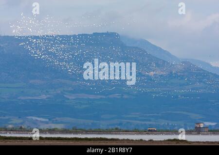 Pelicano bianco orientale (Pelecanus onocromalus), gruppo migrante, Turchia Foto Stock