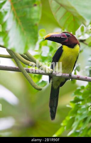 Verde aracari (Pteroglossus viridis), è uno dei più piccoli membri della famiglia toucan., Guyana Foto Stock