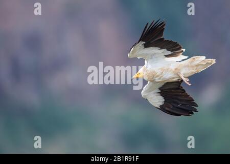 Avvoltoio egiziano (Neophron percentopterus), in volo, Israele Foto Stock