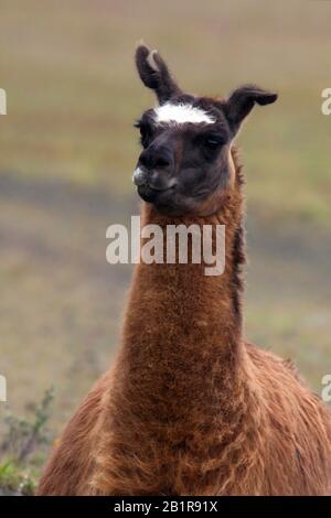 Llama (lama glama), ritratto, Sud America Foto Stock