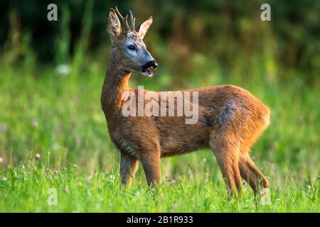 Capriolo (Capreolo capreolo), capriolo è sorpreso in un prato, vista laterale, Germania, Baden-Wuerttemberg Foto Stock
