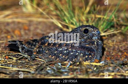 Lesser nighthawk (Chordeiles acutipennis), riposante a terra, USA, Texas Foto Stock