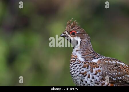 Chazel grouse (Tetrastes bonasia volgensis, Bonasa bonasia volgensis), ritratto di un maschio, Polonia Foto Stock