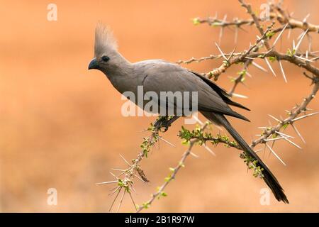 Uccello di go-away (Coryhaisxoides concolor), su un cespuglio, Africa Foto Stock