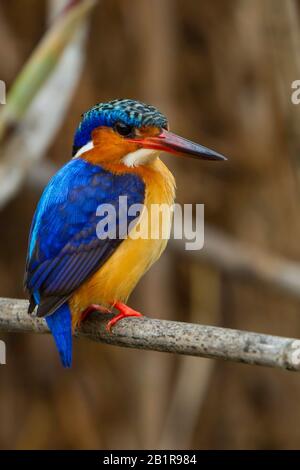 Madagascar malachite Martin pescatore (Alcedo vintsioides), arroccato su un ramo, Madagascar Foto Stock