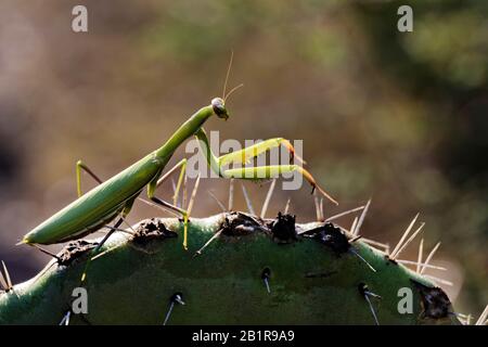 Il mantis europeo (Mantis religiosa), siede su un'Opuntia, Spagna Foto Stock