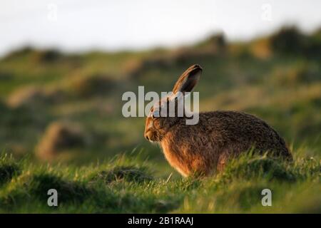 Lepre marrone sulla collina scozzese, Orkney Isles Foto Stock