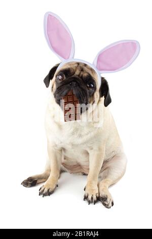 Coniglietto di Pasqua. Triste cane di pug con un cioccolato in bocca e orecchie di coniglio. Foto Stock