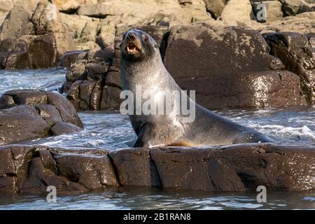 Otarie orsine antartiche (Arctocephalus gazella) sulla massa terrestre. La femmina e il novellame sono molto più piccoli dei grandi maschi, e hanno un pelt grigio con un l Foto Stock