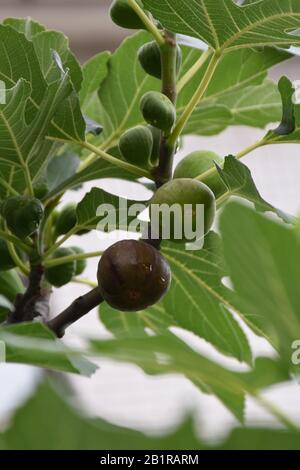 Frutti di fico piccoli e grandi, maturi e immaturi. Sfondo verde sfocato delle foglie di fig Foto Stock