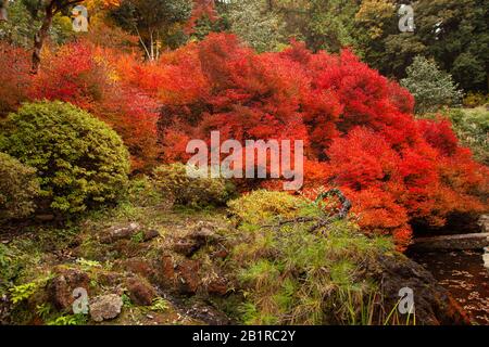 Kōyō (Koyo - Autunno Foliage) Quando l'autunno scende, trasforma le foreste del Giappone in sfumature radiose di rosso, arancione e giallo. Fotografato in Giappone nel mese di novembre Foto Stock