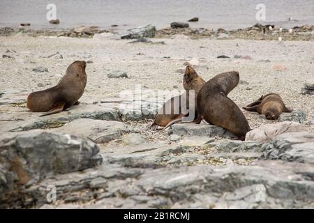 Colonia di otarie antartiche (Arctocephalus gazella) su una costa rocciosa. Il sigillo antartico si nutre principalmente di krill, ma mangia anche calamari e pesci. Foto Stock