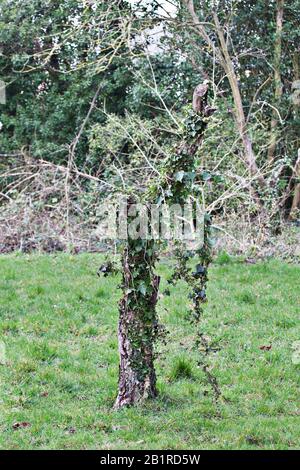 Il moncone morto di un melo avvolto con edera (elica di Hedera). Orchard setting, Inghilterra meridionale, wintertime. Foto Stock