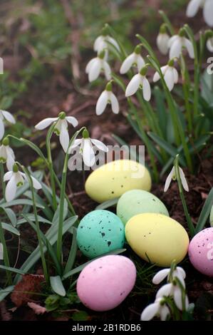 Uova di quaglia di Pasqua con fiori di goccia di neve, periodo primaverile in foresta, sfondo. Composizione pasquale. Biglietto di auguri design, cartolina. Primo piano. Foto Stock
