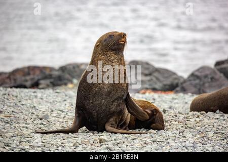 Guarnizione in pelliccia Antartica (Arctocephalus gazella) sulla costa rocciosa. La femmina e il novellame sono molto più piccoli dei grandi maschi, e hanno un pelt grigio con un Foto Stock