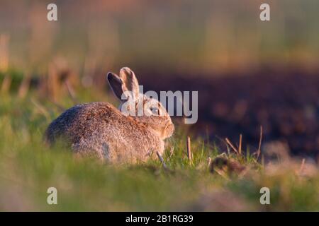 Lepre marrone su collina, Orkney isole Foto Stock