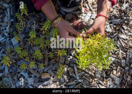 Coltivatore che Harvesting Lemon Verbena sulla fattoria sul tetto Foto Stock