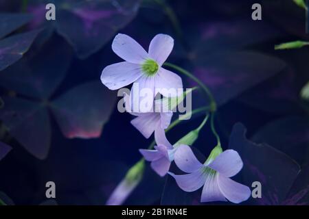 Fiori di False Shamrock (Oxalis triangularis), fiore sfondo in fiore Foto Stock