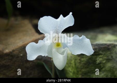 Primo piano di Blooming White paphiopedilum Rosy Dawn Flower chiamato Venere Slipper, un genere di Lady Slipper Foto Stock