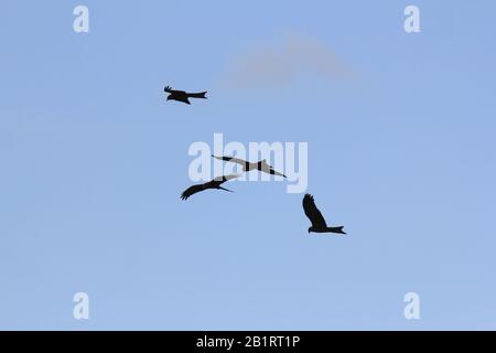 Flying Wedge-tailed Eagle su cielo blu, Broome, Australia Occidentale Foto Stock