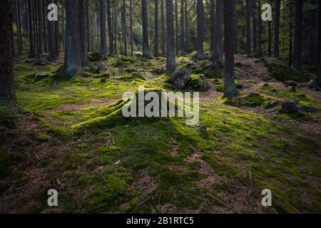 Moncone d'albero coperto di muschio, Foresta Bavarese, Baviera, Germania Foto Stock