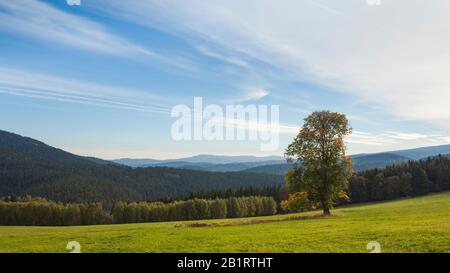 Albero su un prato nella Foresta Boema, Repubblica Ceca Foto Stock