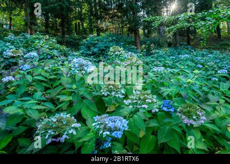 Francia, Maine et Loire, Maulevrier, il Parc Oriental de Maulevrier, Hydrangea macrophylla blu nel sottobosco // Francia, Maine-et-Loire (49), Mau Foto Stock