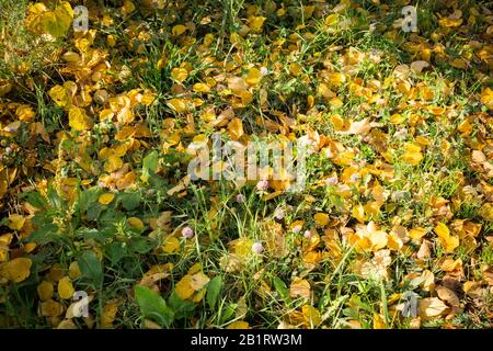 Le foglie d'autunno colorate e cadute si stende sull'erba verde. Foto Stock