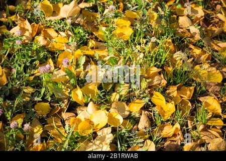 Le foglie d'autunno colorate e cadute si stende sull'erba verde. Foto Stock