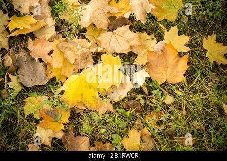 Le foglie d'autunno colorate e cadute si stende sull'erba verde. Foto Stock