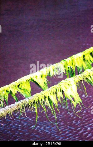 Old Mossy Rope Nel Mare Foto Stock