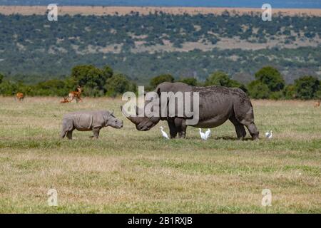 Profilo di un giovane rinoceronte bianco che saluta un uomo anziano nella savana della OL Pejeta Conservancy, Kenya Foto Stock