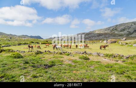 Cavalli pasturing alle montagne nel nord del Portogallo Foto Stock