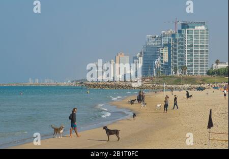 Spaziergänger, Sandstrand, Hundestrand, Hochhäuser, Tel Aviv, Israele Foto Stock