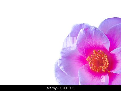 Disegno moderno astratto digitale ondeggiante geometrico senza cuciture nei colori Foto Stock