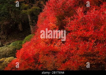 Kōyō (Koyo - Autunno Foliage) Quando l'autunno scende, trasforma le foreste del Giappone in sfumature radiose di rosso, arancione e giallo. Fotografato in Giappone nel mese di novembre Foto Stock