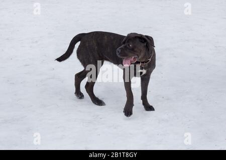 Carino il cucciolo di mastiff italiano è a piedi nel parco invernale. Animali domestici. Cane di razza. Foto Stock