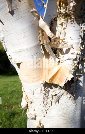 Primo piano di corteccia peeling su albero di betulla argento Foto Stock