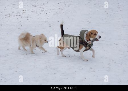 Il simpatico cucciolo di spitz e il cucciolo di beagle inglese corrono su una neve bianca nel parco invernale. Animali domestici. Cane di razza. Foto Stock
