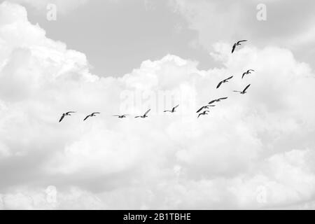 Gregge Di Migrating Geese Foto Stock