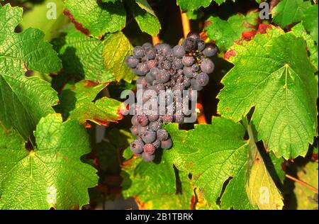 Grappolo di uva verde sulla vite, Francia Foto Stock