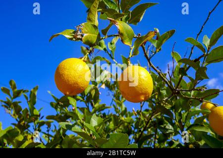 Limoni che crescono su cespugli nella piantagione, Orihuela, Spagna Foto Stock