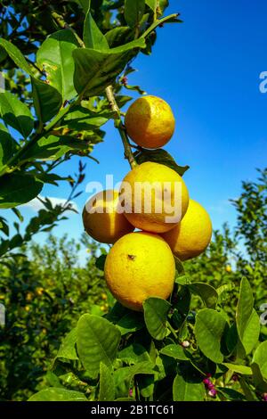 Limoni che crescono su cespugli nella piantagione, Orihuela, Spagna Foto Stock